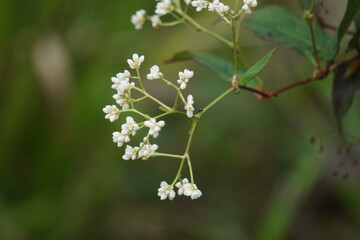 Persicaria chinensis (Polygonum chinense, creeping smartweed, Chinese knotweed). Has been used as Chinese traditional medicine to treat ulcer, eczema, stomachache, various inflammatory skin disease