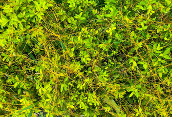 Yellow filaments like golden strands of egg yolk at the top of the green plant. They are parasitic plants called Cuscuta racemosa, known as lead vine, a vine native to Brazil. cipó-chumbo