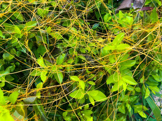Yellow filaments like golden strands of egg yolk at the top of the green plant. They are parasitic plants called Cuscuta racemosa, known as lead vine, a vine native to Brazil. cipó-chumbo