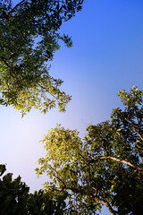 sunset with tree shadows