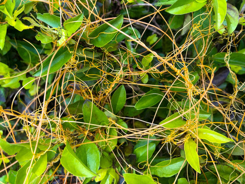 Yellow filaments like golden strands of egg yolk at the top of the green plant. They are parasitic plants called Cuscuta racemosa, known as lead vine, a vine native to Brazil. cipó-chumbo
