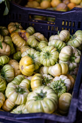 New harvest of fresh ripe green tomatoes close up