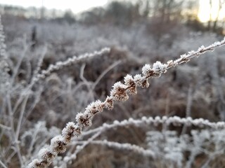 snow covered branches