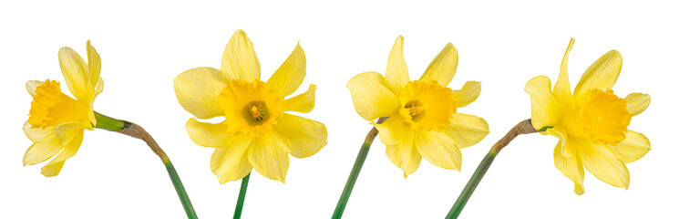 Set, collection of single yellow flowers Daffodils isolated on white, transparent background, PNG. Spring season bloom of Jonquil, Easter bells, blossom of  narcissus - Powered by Adobe