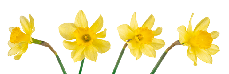 Set, collection of single yellow flowers Daffodils isolated on white, transparent background, PNG. Spring season bloom of Jonquil, Easter bells, blossom of  narcissus