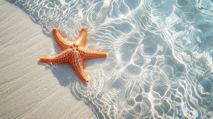 Fototapeta na wymiar Starfish on the sand beach in clear sea water. Summer background. Summer time .Copy space. Relaxing on the beach.