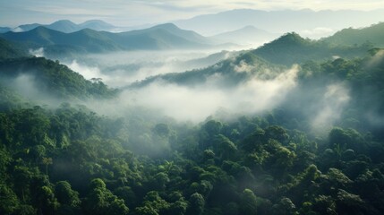  a forest filled with lots of green trees covered in a blanket of fog and smoggy mountains in the distance.