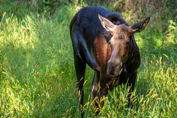 female moose in Grass 