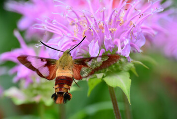 Hawk Moth on Flower