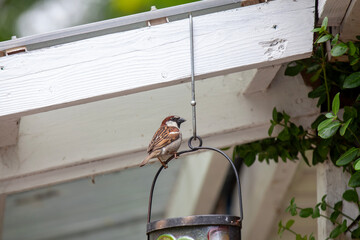 A house sparrow perched around someone's house.
