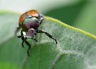Japanese Beetle on Leaf