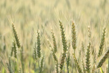 wheat seeds closeup and about to ripe