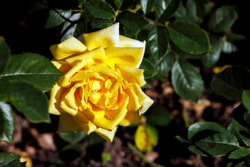 Gelbe Rose 2