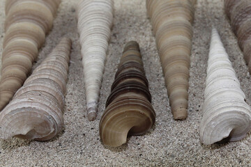 a group of sea shells arranged on the beach sand, close up.