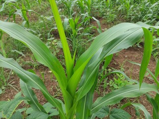 Obraz premium close up of green corn leaves in the garden behind the house, suitable for background wallpaper