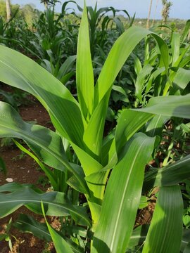 close up of green corn leaves in the garden behind the house, suitable for background wallpaper