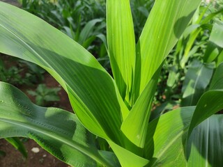 Obraz premium close up of green corn leaves in the garden behind the house, suitable for background wallpaper