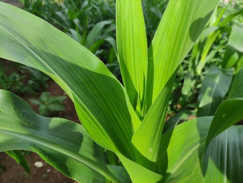 close up of green corn leaves in the garden behind the house, suitable for background wallpaper