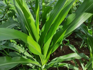 close up of green corn leaves in the garden behind the house, suitable for background wallpaper
