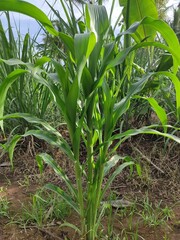 close up of green corn leaves in the garden behind the house, suitable for background wallpaper