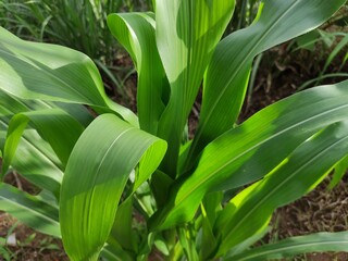 close up of green corn leaves in the garden behind the house, suitable for background wallpaper