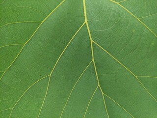 close up texture of fresh teak tree leaves, suitable for wallpaper