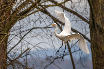 Silberreiher im Flug