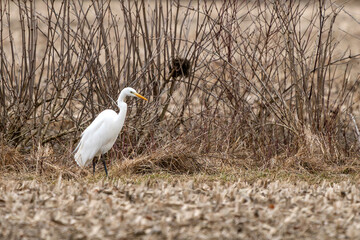Silberreiher auf der Jagd