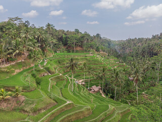 Fototapeta na wymiar Ceking Rice Terrace in Bali, Indonesia. Rice Fields in Background. Drone Point of View. Wide Angle