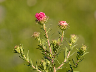 red blossom with buds on a sunny day