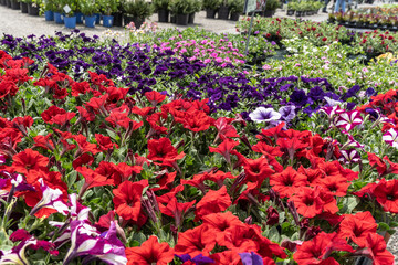 Spring Petunias Bloom in Greenhouse in time for spring planting. 