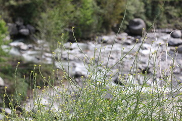 Flowers wines in a ash background