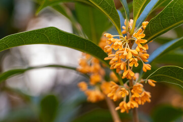オレンジ色のキンモクセイの花
