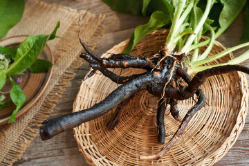 Comfrey or knitbone root on a table