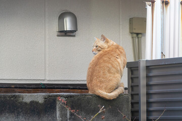 塀の上に座る野良猫