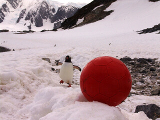 Penguin and a football ball