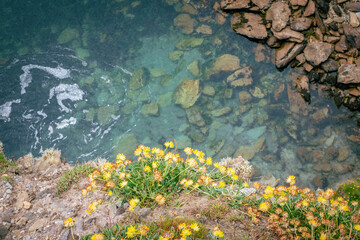 Nature background with water rocks and flowers