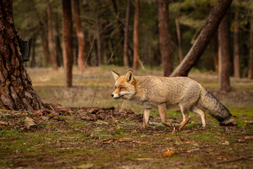 Naklejka na ściany i meble Real wild fox in a pine forest 