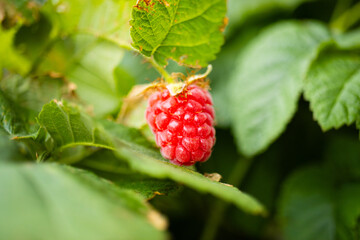 Raspberry fruit  ( Rubus idaeus) in the garden