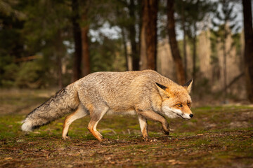 Naklejka na ściany i meble Real wild fox in a pine forest 