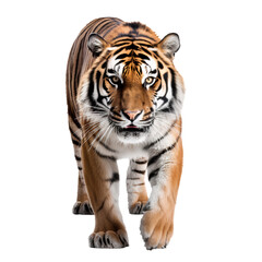 Portrait of a Sumatran Tiger isolated on white, transparent background