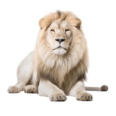 Obraz premium A white lion sitting looking at the front, isolated on transparent background