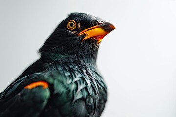Fototapeta premium Elegant pose of Hill Myna on white background AI Generative