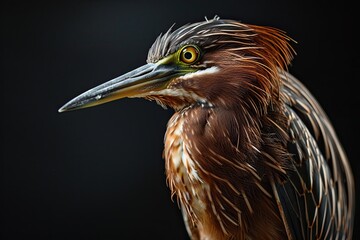 Majestic of Indian Pond Heron on black background AI Generative