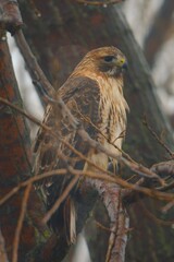 red tailed hawk