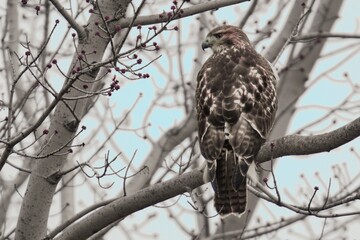 bird of prey
