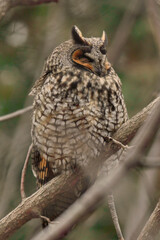 great horned owl