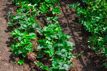 Strawberry plant growing in the garden. Rows of strawberries in the spring season 