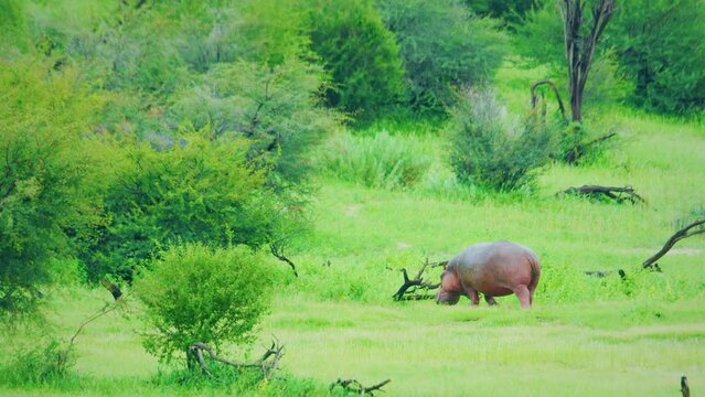 An African hippo (Hippopotamus amphibius) Grazing grass in kruger national park, tanzania. 