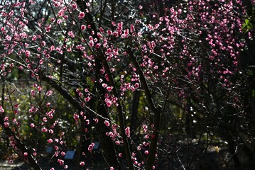 Japanese apricot (Ume) flowers. Flowers that fascinate and move the hearts of Japanese people as they remind us of the arrival of spring in the harsh cold.